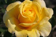 Obrázek růže Sunmaid®