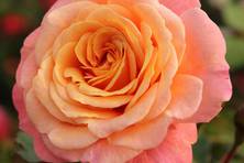 Obrázek růže Peach Melba®