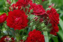 Obrázek růže Crimson Siluetta®