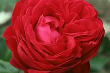 Obrázek růže Tiamo®